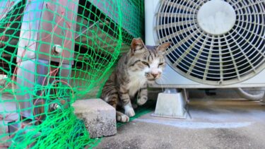 エアコンの裏で寝ていた猫ちゃん、モフられに出てきた【感動猫動画】