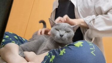 猫ピアノ弾いてみたらブチギレられた 2024【kokesukepapa】