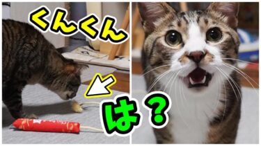 弟猫が大好きすぎるおもちゃをクンクンしたお兄ちゃん猫の反応が辛辣で笑える【リキちゃんねる　猫動画】 キジトラ 猫のいる暮らし