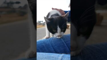 猫島の猫家族、膝の上に乗ってくる子猫がカワイイ#感動猫動画 #子猫 #猫島【感動猫動画】