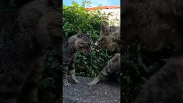 猫島を散歩してたら強烈な猫のケンカに遭遇した #野良猫 #自由猫 #猫【感動猫動画】