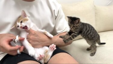 爪切りが嫌で大暴れする兄弟を見た子猫が心配でこうなっちゃいました…【もちまる日記】