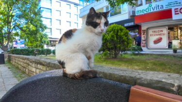 歩道にあるベンチで誰かが座るのを待っている猫【感動猫動画】