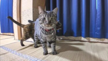 【猫旅館】今朝も猫が起こしに来た。楽し過ぎる宿【感動猫動画】