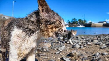 海辺の闘いでびしょ濡れになった猫島の猫二人【感動猫動画】