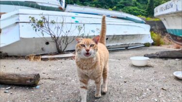 フェリー乗り場の受付猫ちゃん、漁港の舟下からモフられに出てきた【感動猫動画】