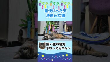 へそ天マスターな猫ガーちゃん #猫動画 #リキちゃんねる