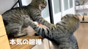 猫たちの殴り合いの喧嘩がはじまりました…【てん動画】