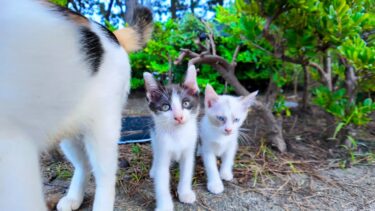 三毛猫ママの後ろから子猫たちが出てきた【感動猫動画】