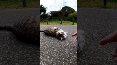 ゴロンゴロン #感動猫動画 #野良猫 #自由猫 #猫【感動猫動画】