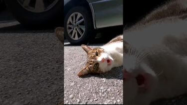 路上でガラガラ声のよく喋る猫と出会った#感動猫動画 #野良猫 #自由猫 #Cat #猫【感動猫動画】