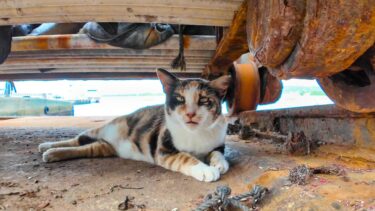漁港内の舟の修理場所で寝ていた猫ちゃん、近くに行くと起きて出てきた【感動猫動画】
