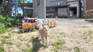 猫島の小学校の登校風景【感動猫動画】
