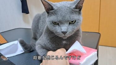 衰え知らずの殺気を放つ鬼猫すずまろのティッシュ潰し【kokesukepapa】