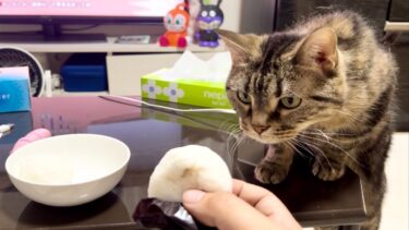 高級饅頭の香りに耐えられず狩りに来た猫の末路…【ちょりちゃみチャンネル】