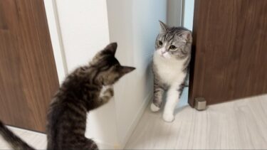 保護した子猫ともち様が初対面したら予想外のとんでもない展開になっちゃいました…【もちまる日記】