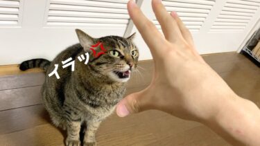 猫にちょっかいを出したら激怒した…【てん動画】