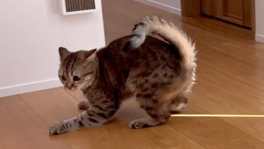 突然、猫の様子がおかしくなりました…！【ポムさんとしまちゃん / ねこべや】