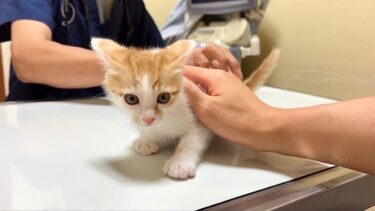 生まれて初めて病院でワクチンの注射をされた子猫がこうなっちゃいました…【もちまる日記】