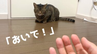 ｢おいで｣と言ってだんだん近づいてくる気持ち悪いペット…【てん動画】