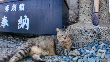 猫島の猫居住地の一番端の神社をお守りする猫ちゃん、人が来ると喜びます【感動猫動画】