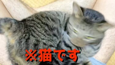 この猫動画は酷すぎるので絶対に見ないでください！！【てん動画】