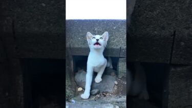 道路脇の側溝に子猫【感動猫動画】