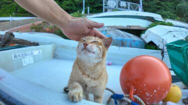 漁港の舟の上で寝ていた猫ちゃん、起きてモフられにきた【感動猫動画】