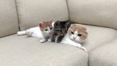 保護した子猫たちが先輩猫に会ったら懐きすぎて大変なことになっちゃいました…【もちまる日記】