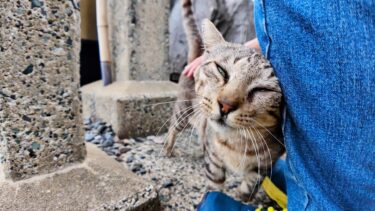 猫島の猫居住地区の端の神社をお守りする猫ちゃん、たまにしか人が来ないので人が来ると喜ぶ【感動猫動画】