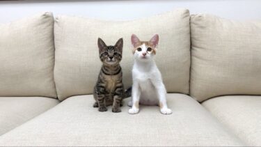 【ご報告】保護した子猫たちの譲渡先について。【もちまる日記】