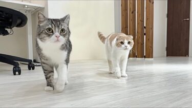 子猫たちの鳴き声が聞こえると猛ダッシュで駆けつける兄猫たちが頼もしすぎました…【もちまる日記】