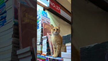 本屋さんにも猫がいて楽しい【感動猫動画】