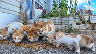 港付近の猫ちゃん、近所の人に御飯をもらって食べてます。カリカリデビュー間もない子猫の姿も【感動猫動画】