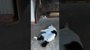 漁港の猫ちゃん寝てます。これリラックスしすぎだろ【感動猫動画】