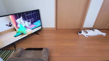 元気がないペポ猫に白子猫時代の幼い自分の映像を見せたら📺【CuteWoo】