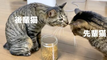 おやつを取り合う先輩猫と後輩猫…【てん動画】