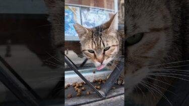 街の路面店は猫食堂?!【感動猫動画】