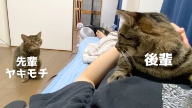 後輩猫と一緒にいたら先輩猫が嫉妬した…【てん動画】