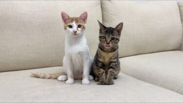 【ご報告】子猫たちに耳を舐められたら外耳炎になってしまった件について。【もちまる日記】