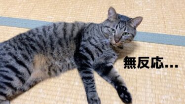 久しぶりに飼い主に再会したのに無反応すぎる狂暴猫…【てん動画】