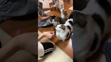 ひのき猫 がライブ配信中！【ひのき猫】