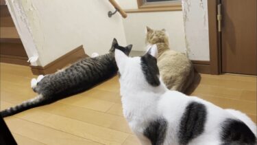 息子とお父さんをお出迎えするためにそれぞれスタンバイする猫【ひのき猫】