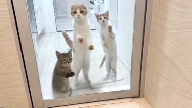 長風呂してたら甘えんぼ猫たちがドアの前に集まってこうなってました…汗【もちまる日記】