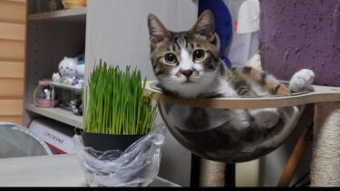 猫草の食べ方が横着すぎる猫ゴマちゃん ~宇宙船ベッドを使いこなす猫～ 【リキちゃんねる　猫動画】 キジトラ 猫のいる暮らし