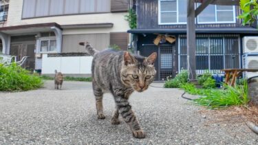 猫島の居酒屋さんの外の席で猫を撫でる【感動猫動画】