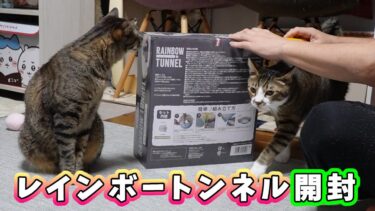 かわいいほど要領の悪いお兄ちゃん猫と傍若無人な弟猫 ～猫とレインボートンネル①～【リキちゃんねる　猫動画】 キジトラ 猫のいる暮らし