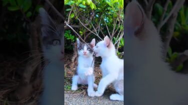 子猫の兄弟がカワイイ【感動猫動画】