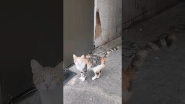 人が来るとメチャメチャ喜ぶ三毛猫ちゃん【感動猫動画】