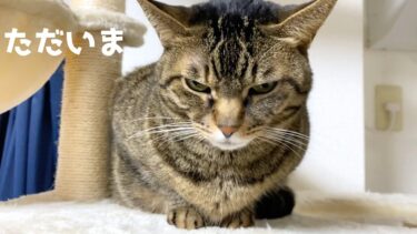 飼い主が帰宅すると露骨に嫌な顔をして近づいたらブチギレる猫【てん動画】